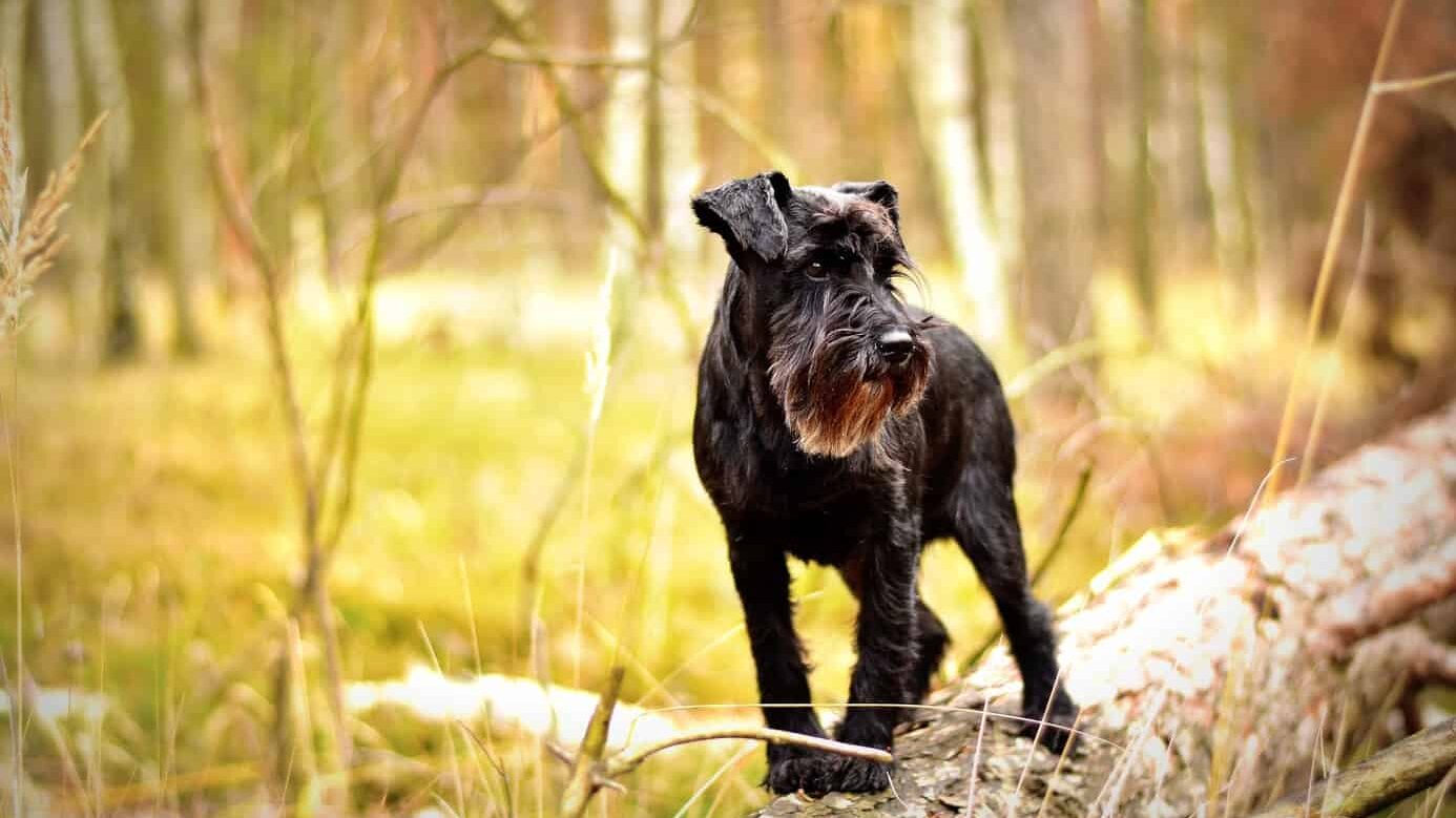 schnauzer