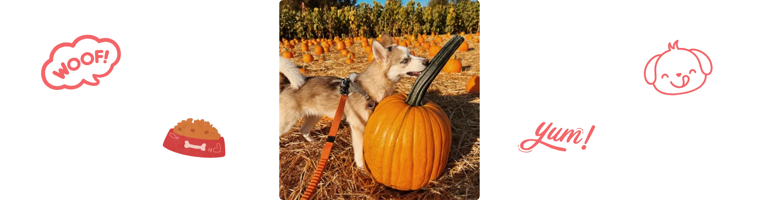 Chien mange citrouille