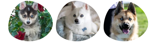 Couleurs Pomsky Colonel Gustave