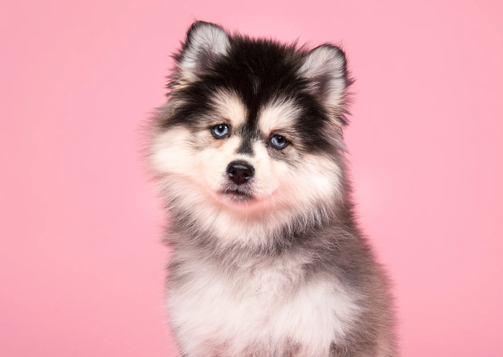 Pomsky Colonel Gustave