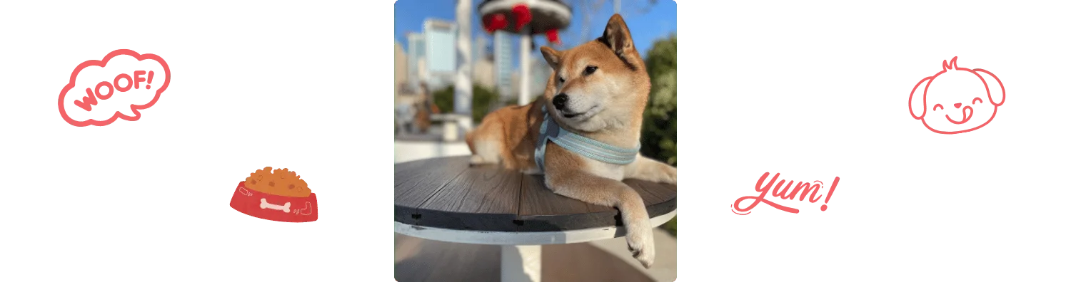 Shiba Inu Colonel Gustave