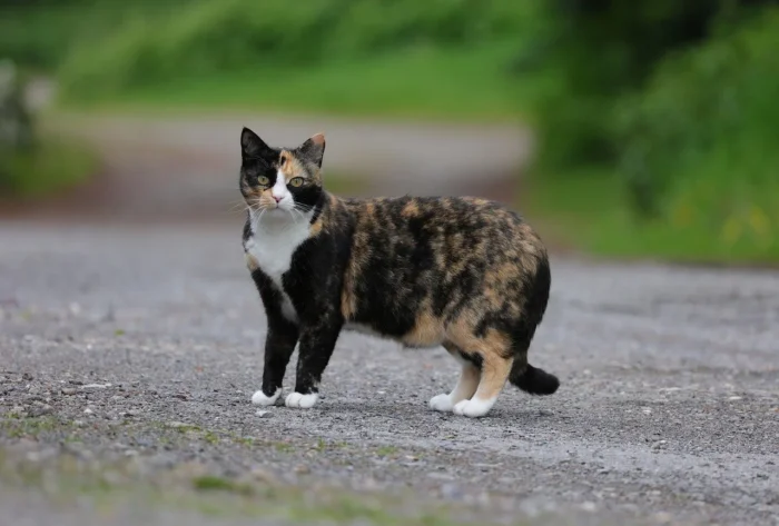 Top 10 des Choses à Savoir sur les Chats Écaille de Tortue