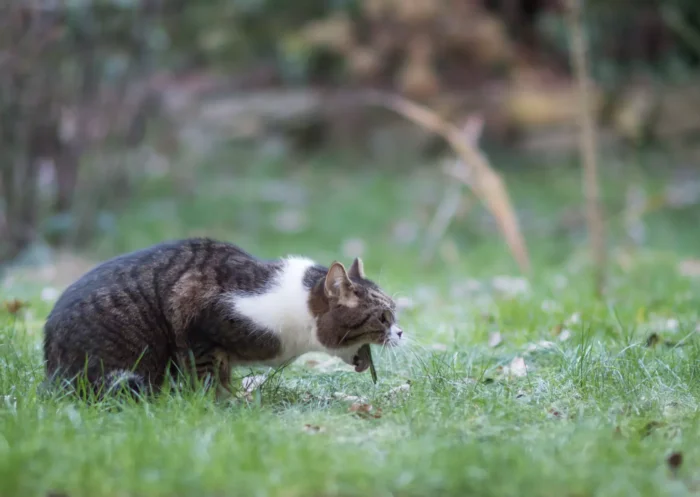 Mijn kat braakt: wat zijn de oorzaken en oplossingen?