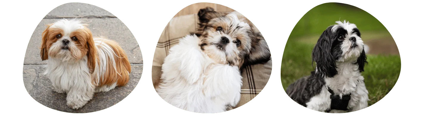 Shih Tzu