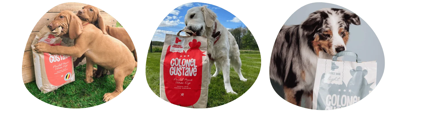 Colonel Gustave: les meilleures croquettes pour chien