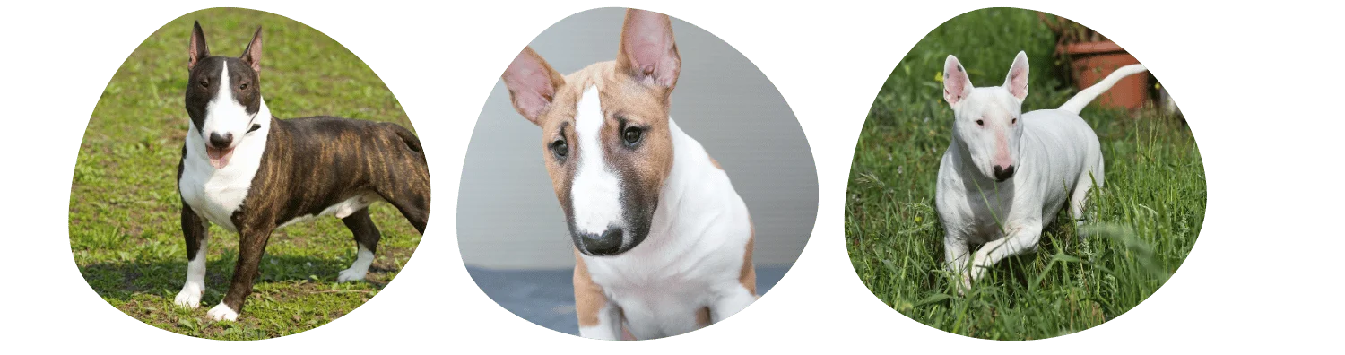 Pelage du Bull-Terrier