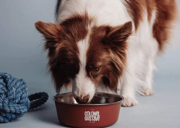 Comment choisir les meilleures croquettes pour chien en 2024? 