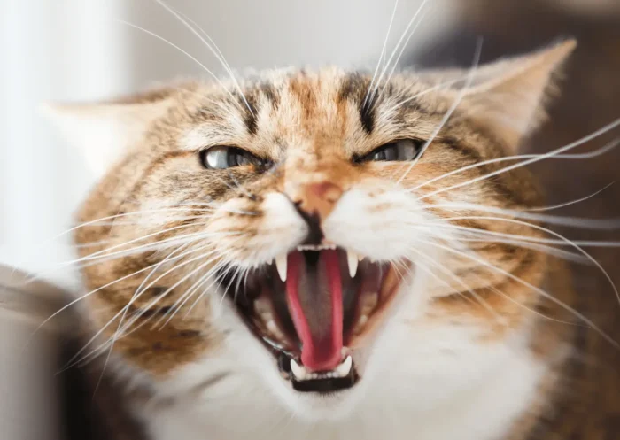 Syndrome du Tigre Chez Le Chat : 5 Astuces pour le calmer