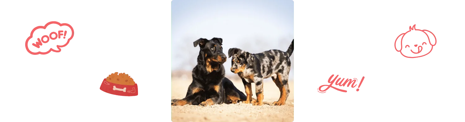 Aliment du Beauceron