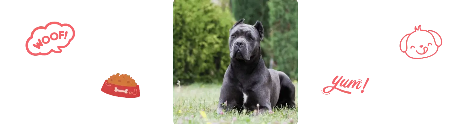 Aliment du Cane Corso