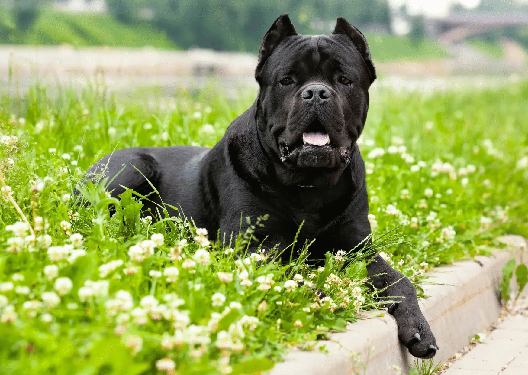 Cane Corso