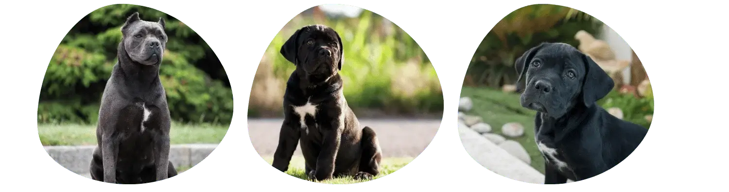 Couleurs Cane Corso