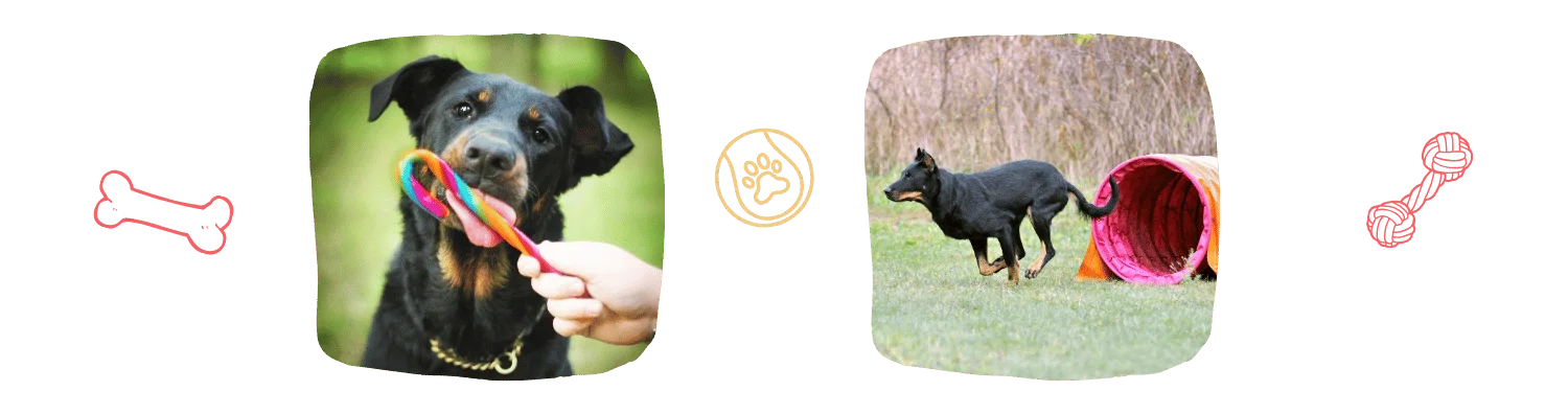 Vie idéale Beauceron