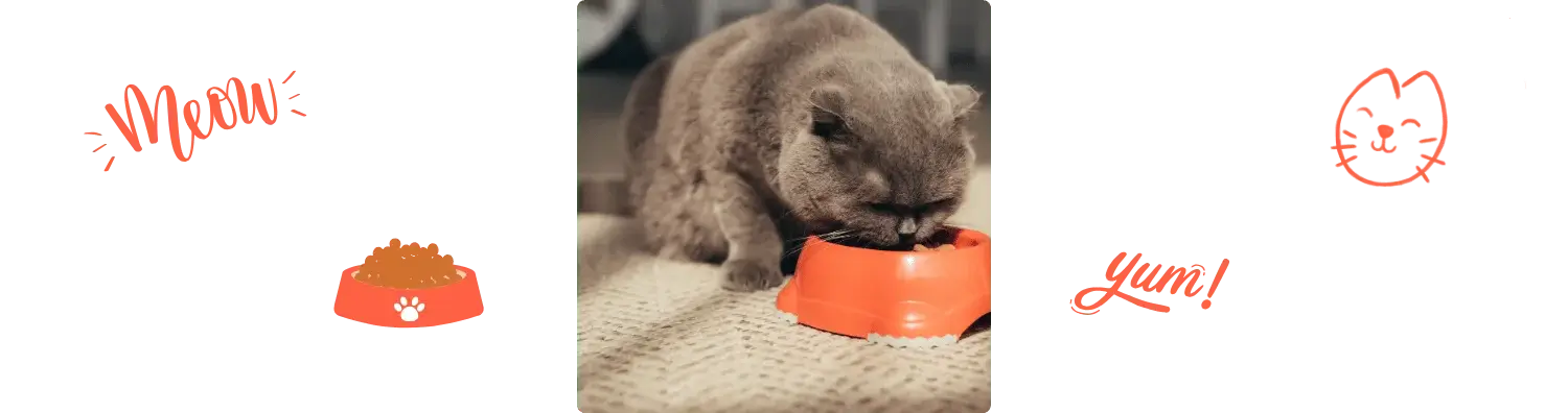 Scottish Fold