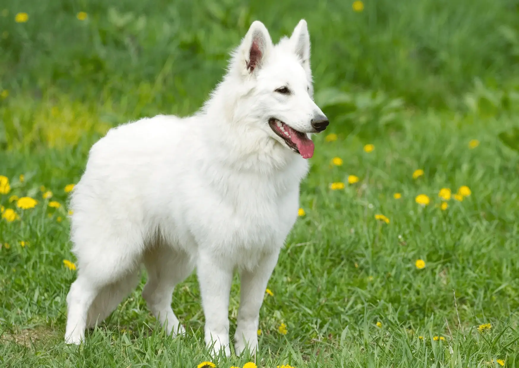 Berger Blanc Suisse