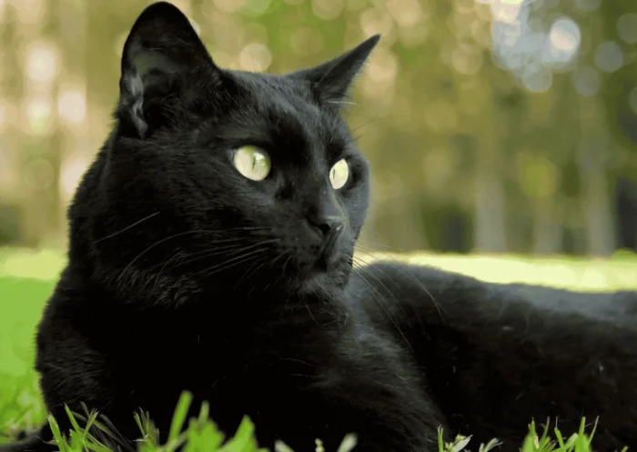 Top 15 des choses à savoir sur les chats noirs