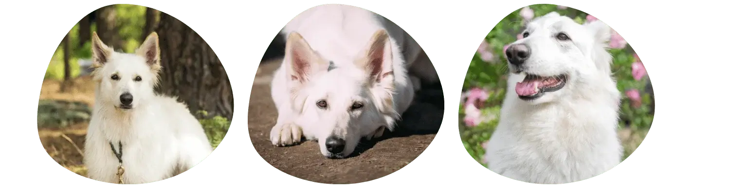 Couleurs Berger Blanc Suisse