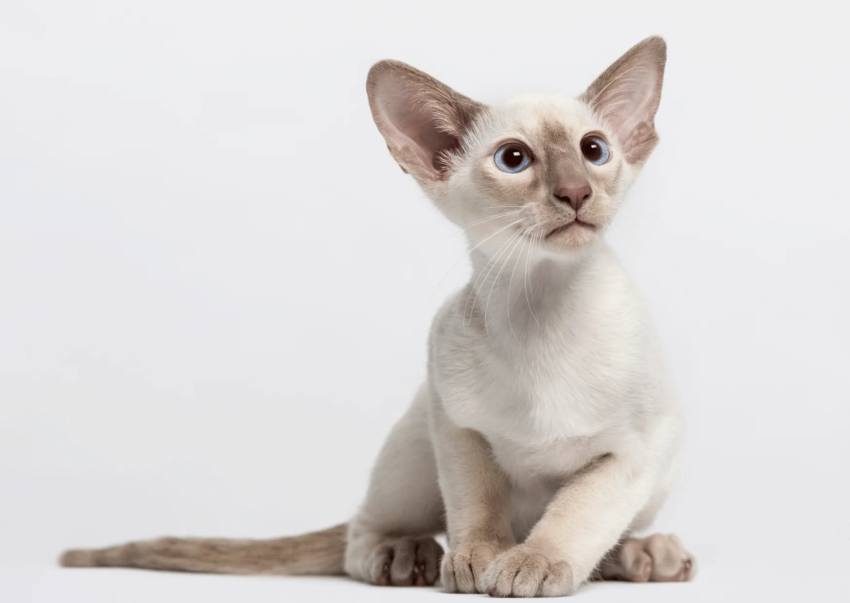 Oriental Shorthair