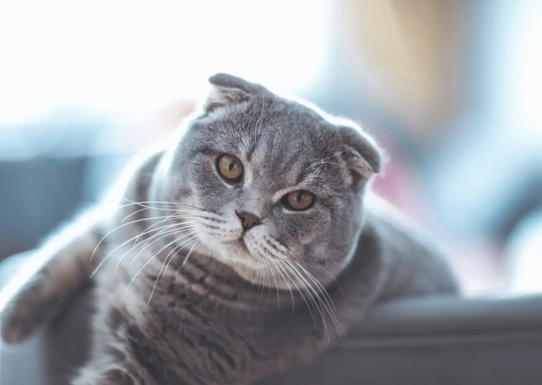 Scottish Fold