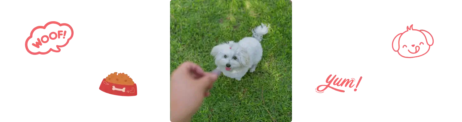 Aliment du Bichon Maltais