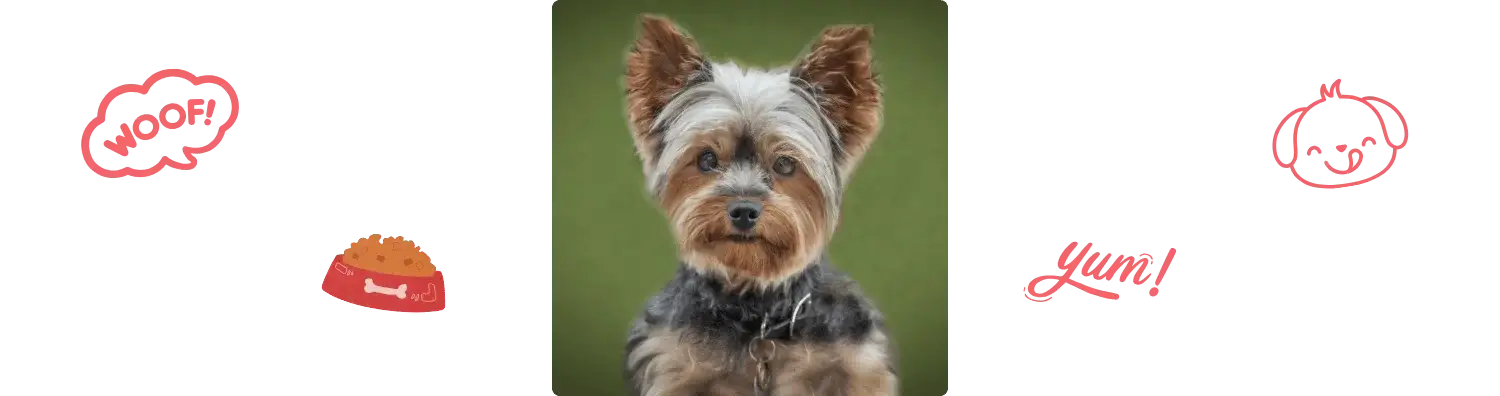 Aliment du Yorkshire Terrier