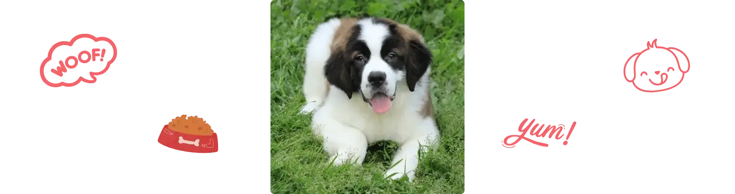 Aliment du Saint-Bernard