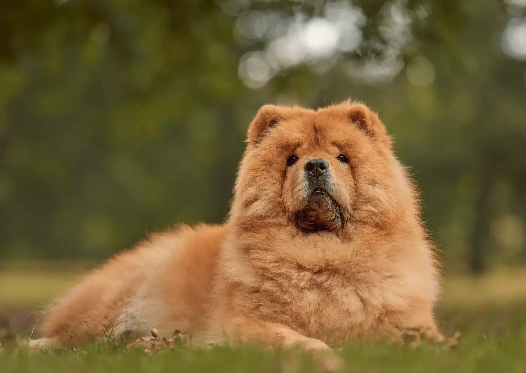 Chow-chow