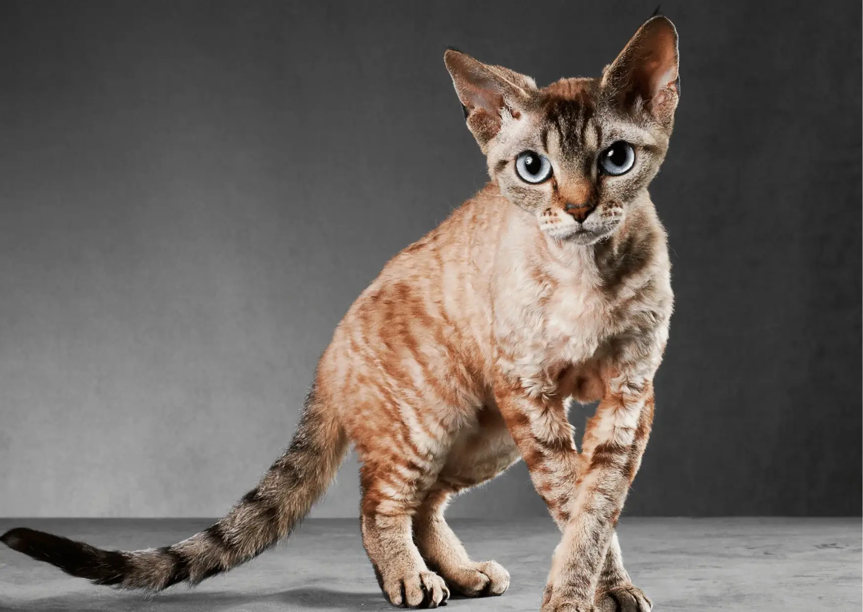 Cornish Rex