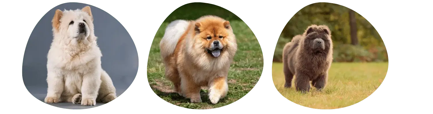 Couleurs Chow-chow