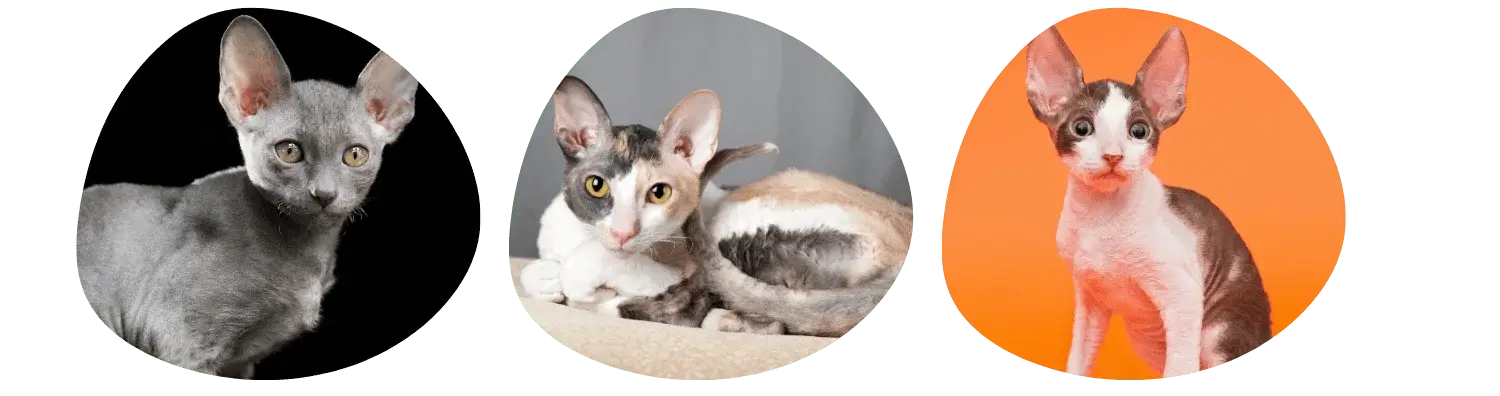 Couleurs Cornish Rex