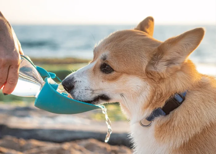 Pourquoi mon chien ne boit plus d’eau?