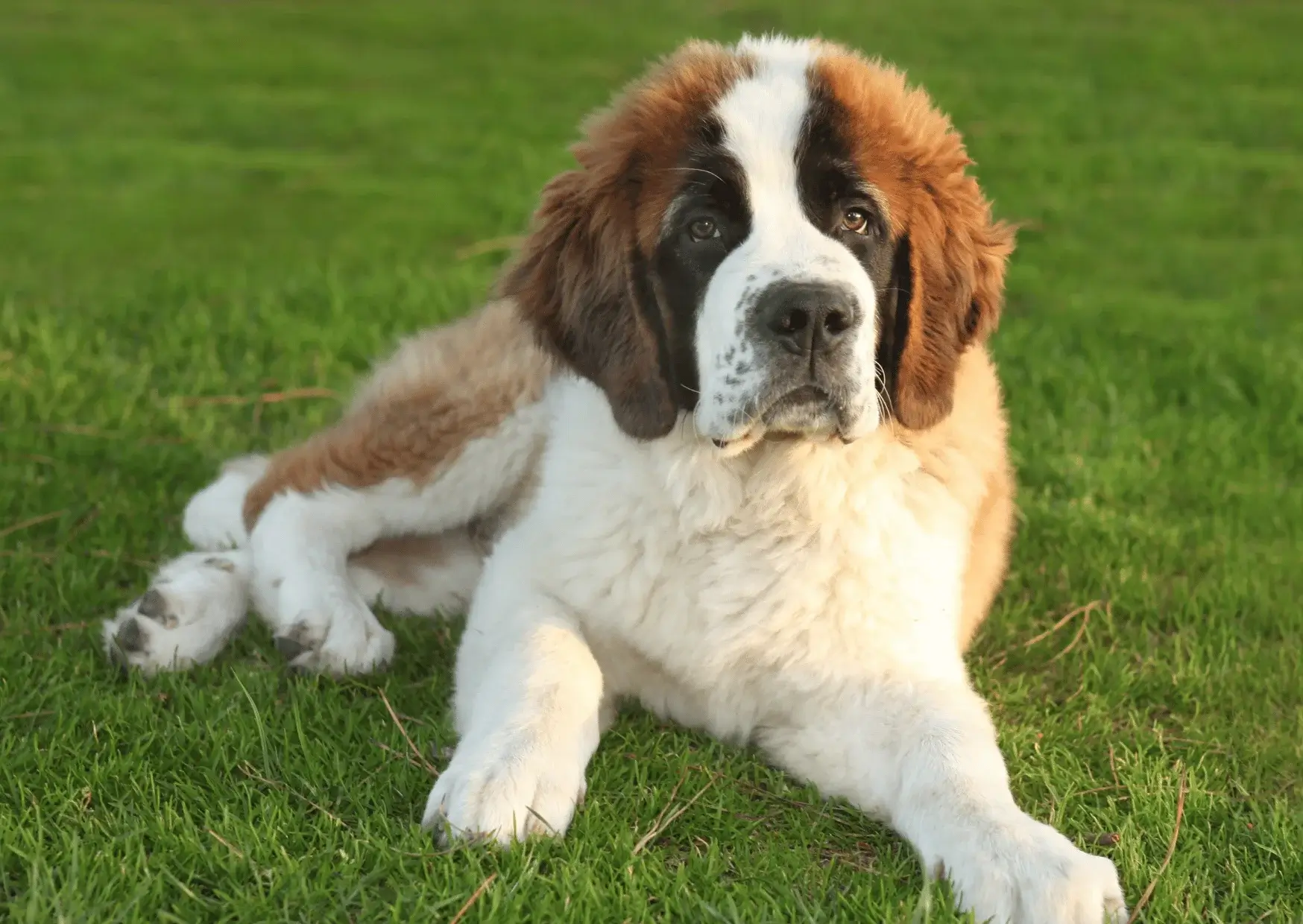 Saint-bernard