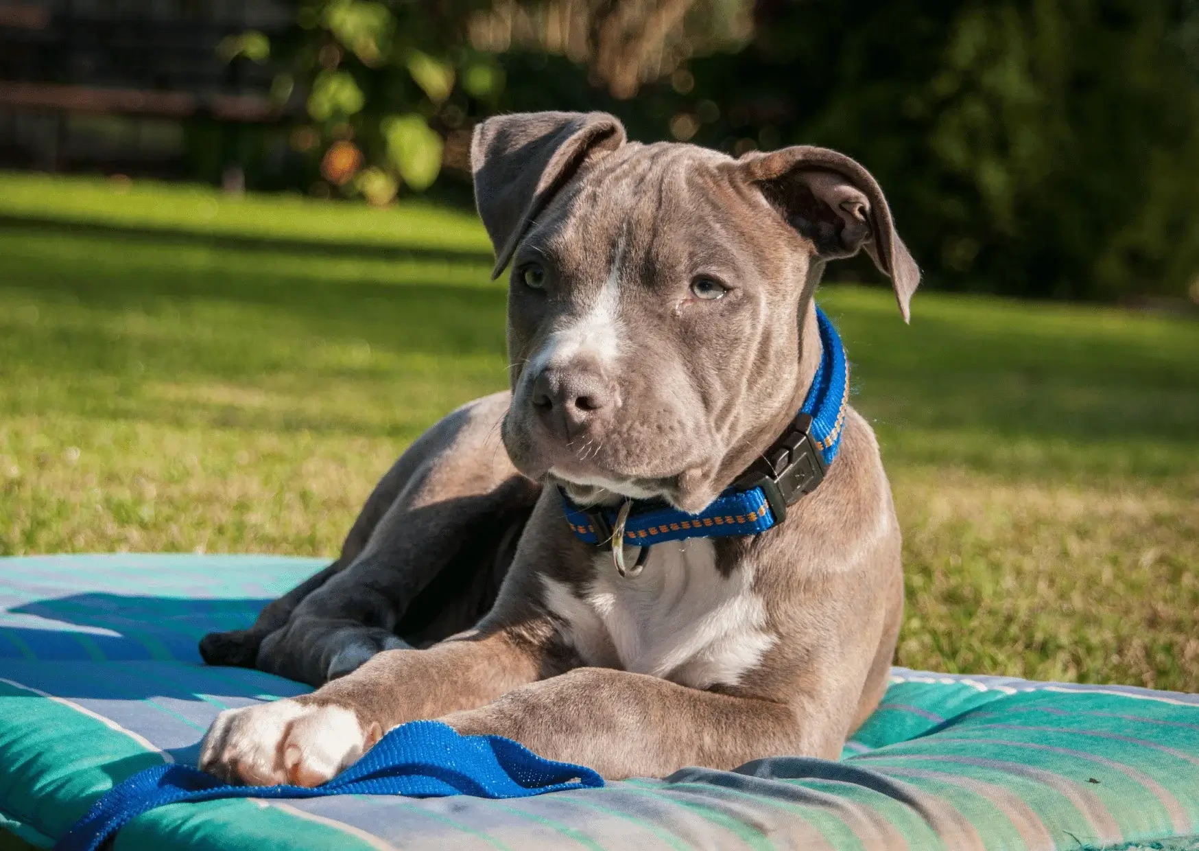 American Staffordshire Terrier