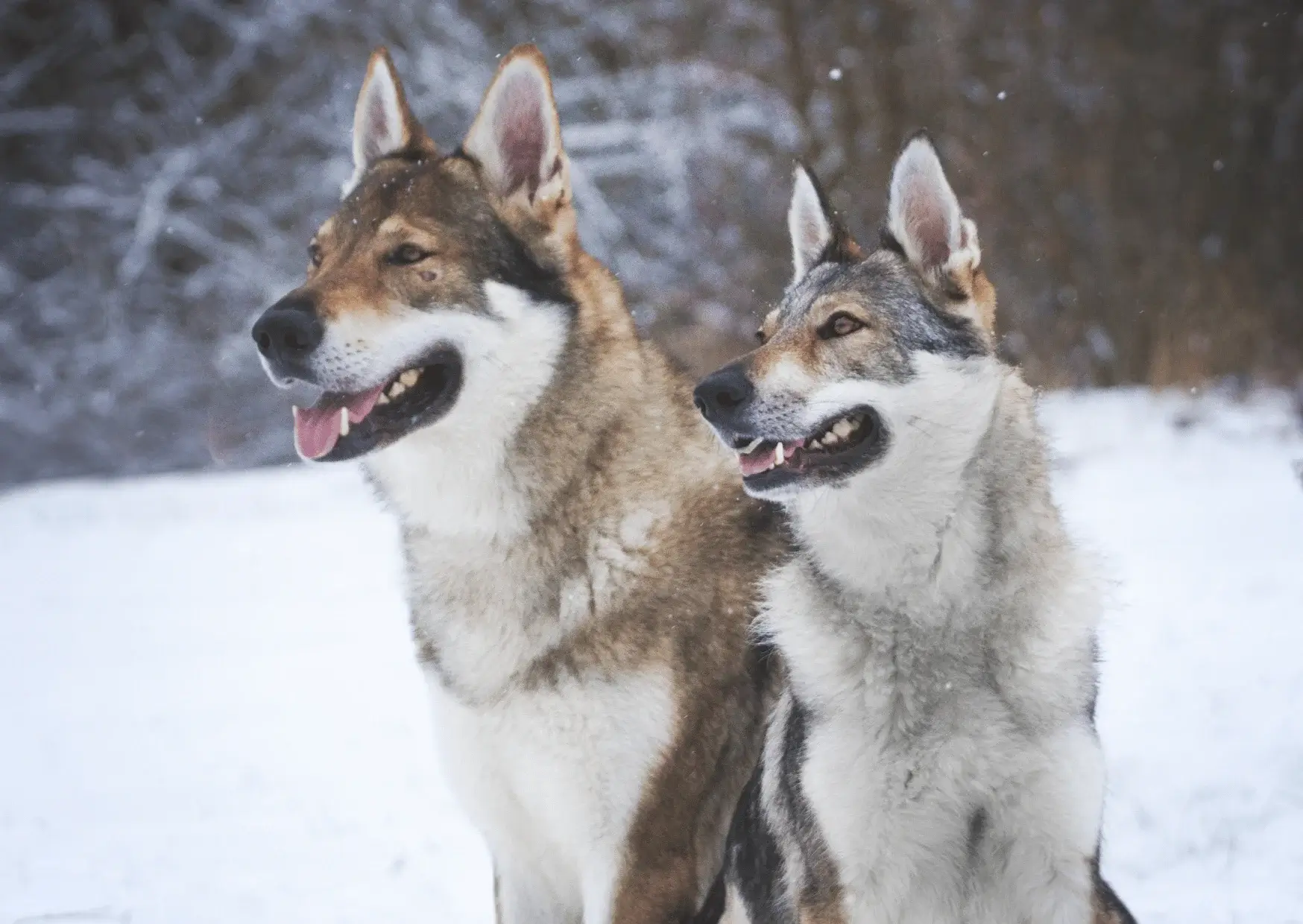 Chien-Loup Tchéquoslovaque