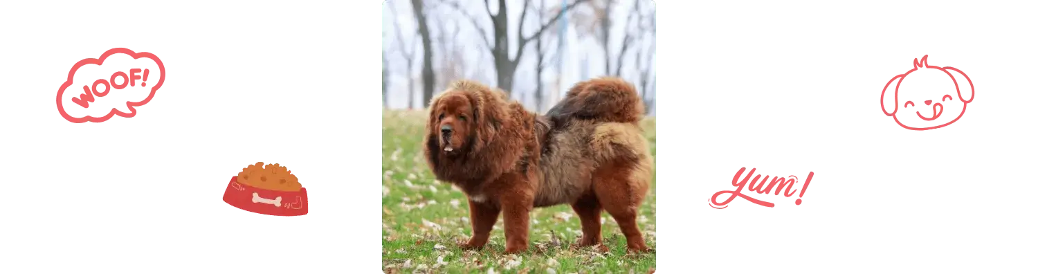 Alimentation du Dogue du Tibet