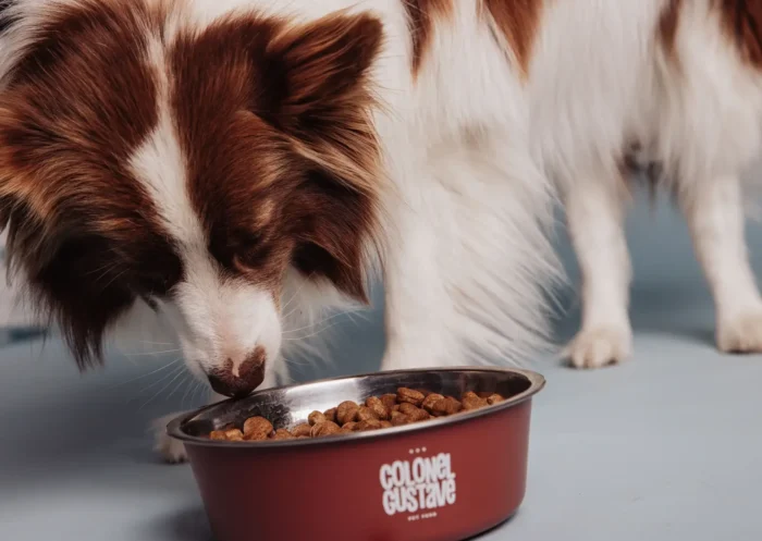 Croquette pour chien avec ou sans céréales : laquelle choisir ?