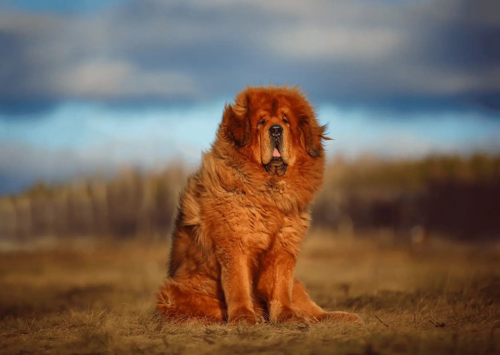 Dogue du Tibet