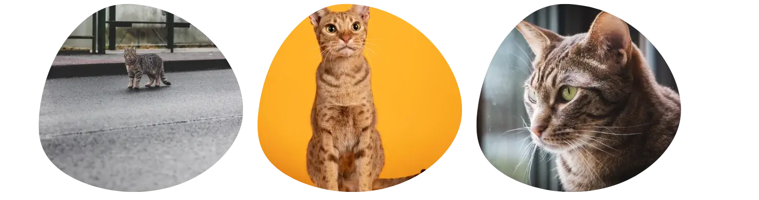 Couleur de pelage Ocicat
