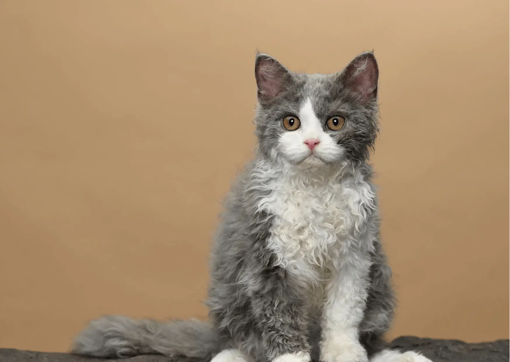 Selkirk Rex