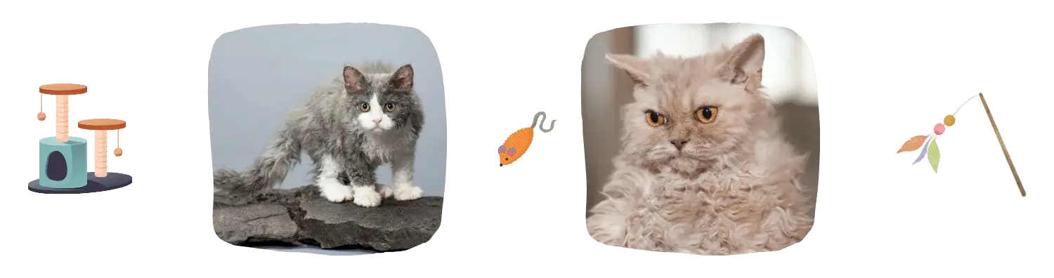 Vie idéale du Selkirk Rex