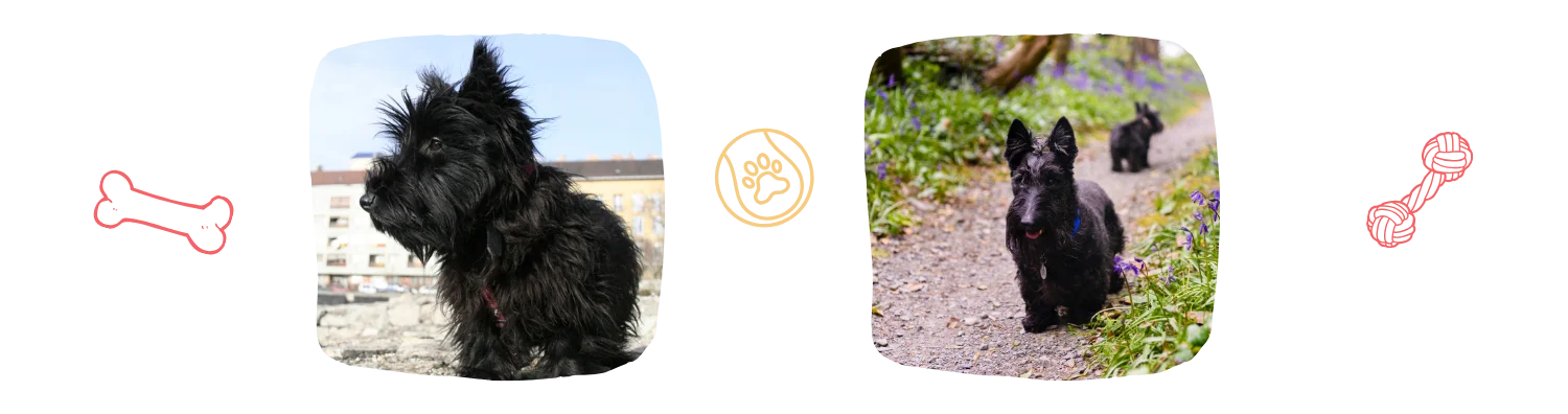 Vie idéale du Terrier écossais