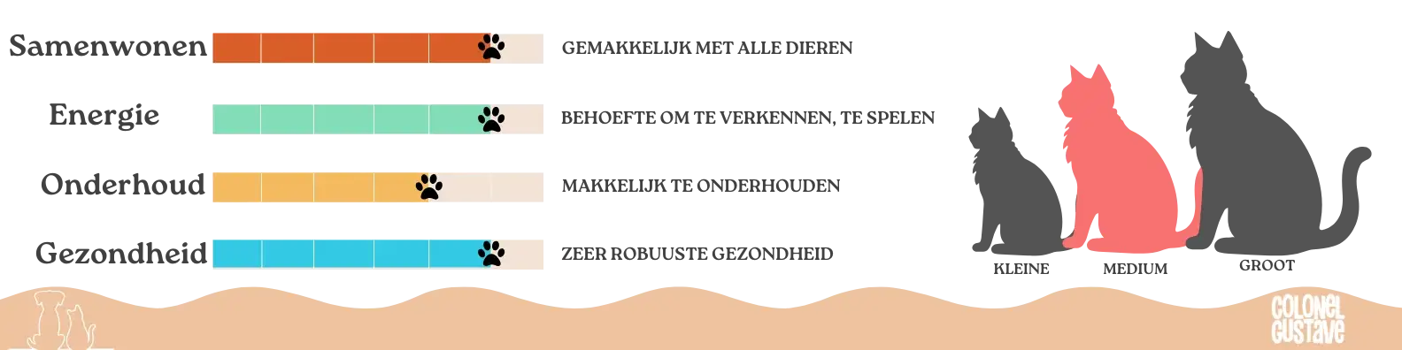 Kenmerken van de Selkirk Rex