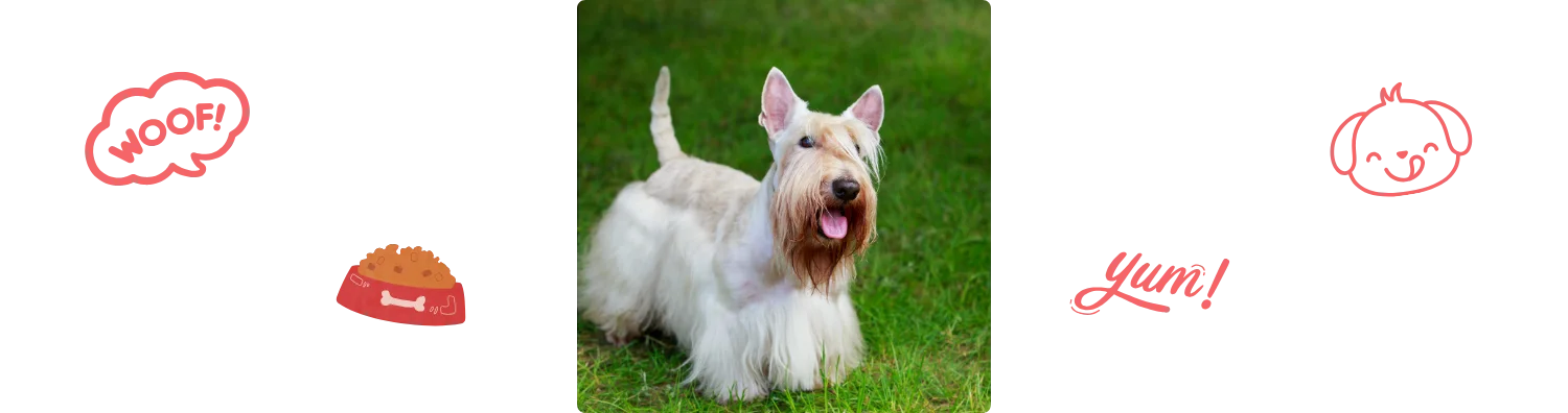 Aliment du Terrier écossais