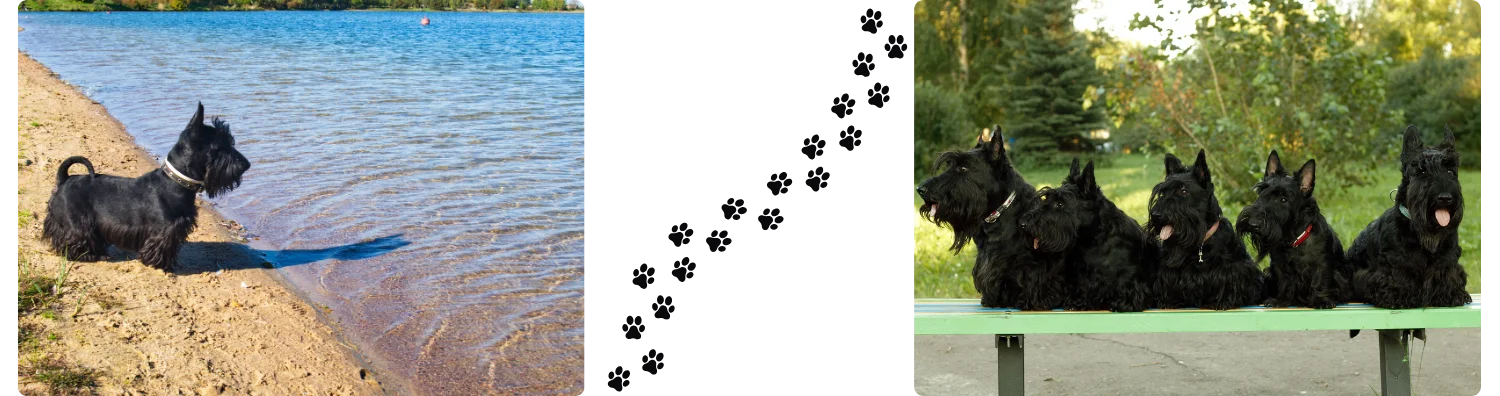 Chien heureu