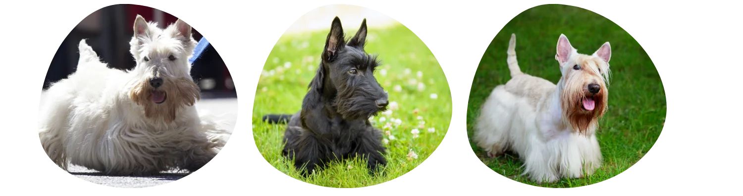Couleurs de pelage du Terrier écossais