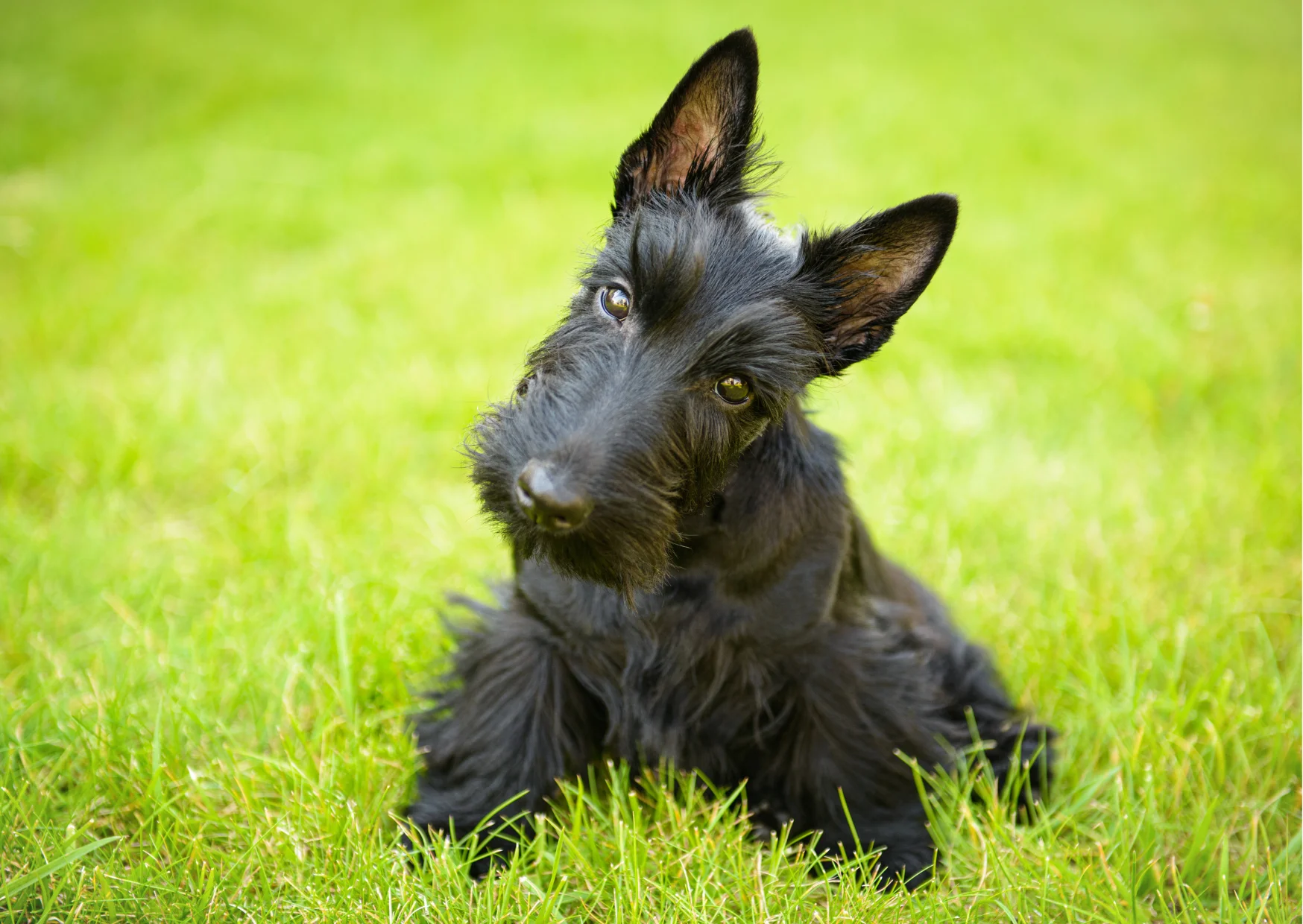 Terrier écossais