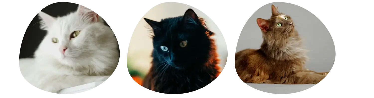 Couleurs de pelage de l' Angora Turc
