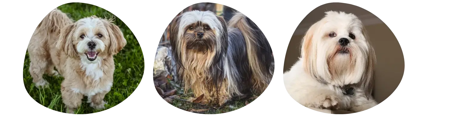 Couleurs de pelage du Lhassa Apso