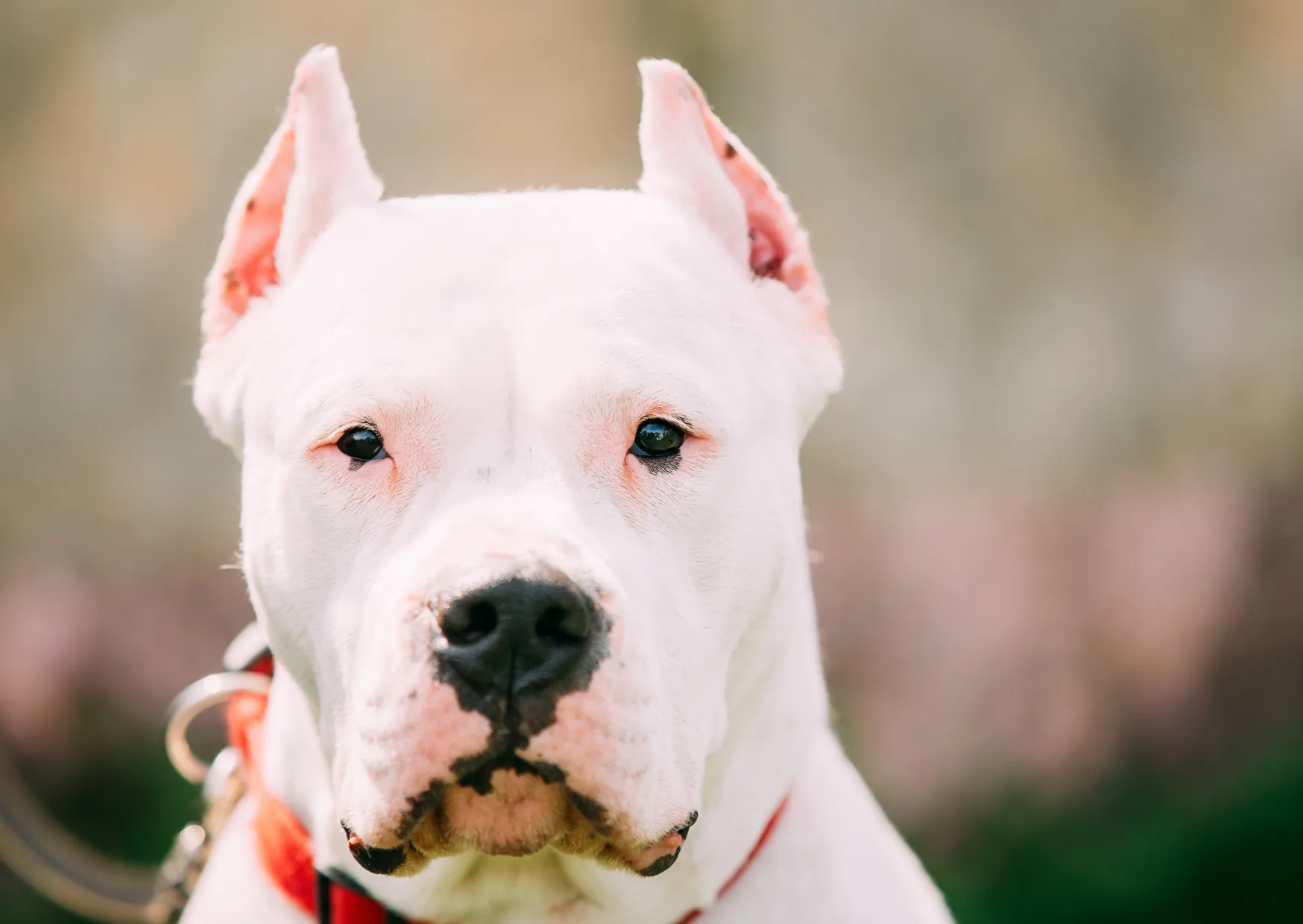 Dogue argentin