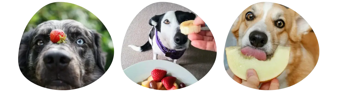 Top 12 des fruits bons pour les chiens